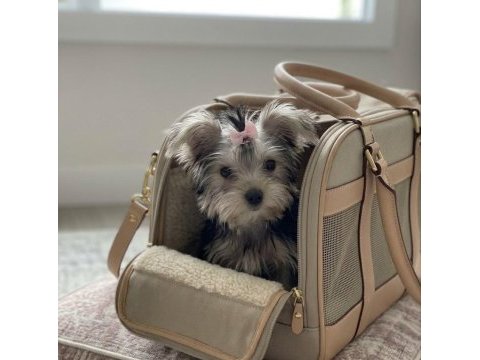 Teacup 6 aylik 900 gr dişi köpeğimiz