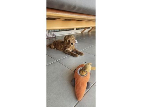 3.5 aylık poodle karma aşısı yapıldı