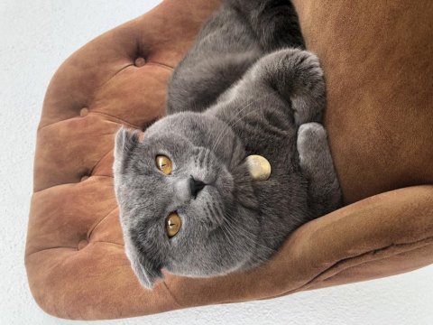 Badem scottish fold oğlumuza dişi arıyoruz