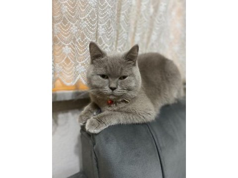 1 yaşında erkek british shorthair