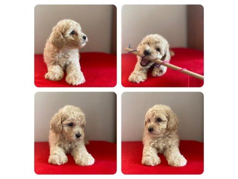 Maltipoo bebeklerimiz yeni yuvasını arıyor