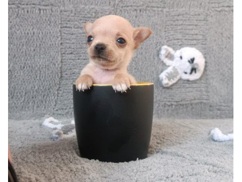Tea cup şivava yavrumuz yeni ailesine gitmeye hazır