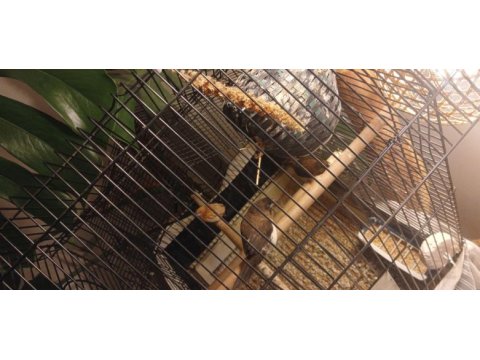 Bengal ispinozlar