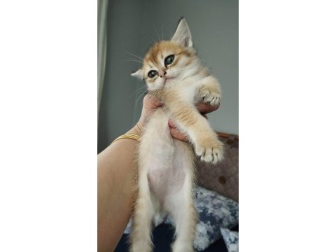 Türkiyede olmayan cins british shorthair