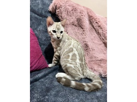 Snow bengal erkek 5 aylık