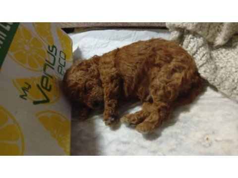 Kore toy poodle erkek yer izmir buca