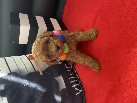 Tüy dökmeyen ırk poodle