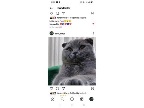 8 kasım doğumlu scottish fold