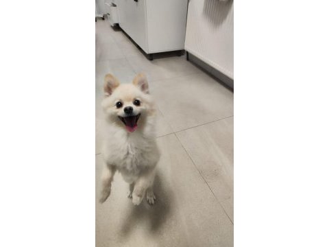 Ücretsiz oyuncu sevgi dolu pomeranian sadece ankara içine