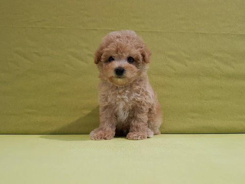Dünya tatlısı maltipoo yavruları