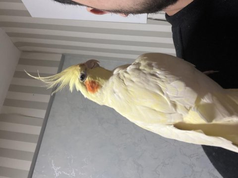 Acil satılık sultan papağanı