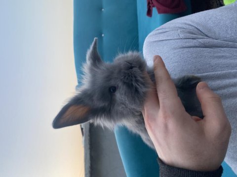 Hollanda lop cins tavşanlar yavru ve anaç