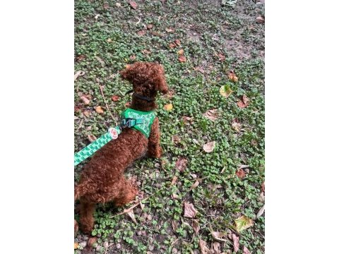 Uygun fiyat toy poodle kızıl