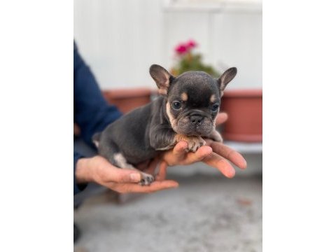Üst kalite french bulldog yavrularım teslime hazır