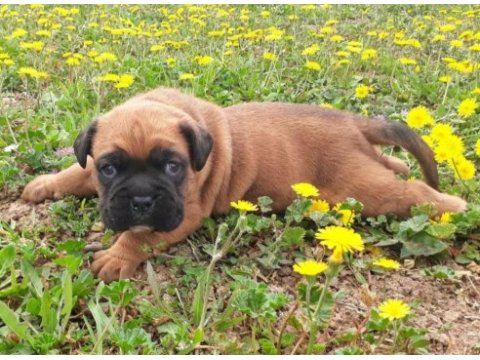 Orijinal boxer yavruları