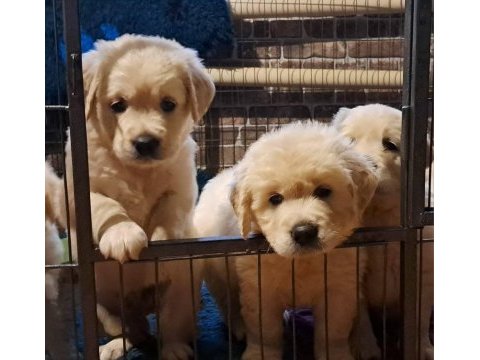 Golden retriever gelip görerek alabilirsiniz