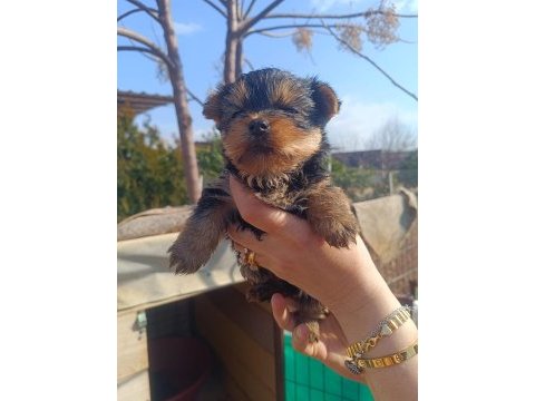 (yorki) yorkshire