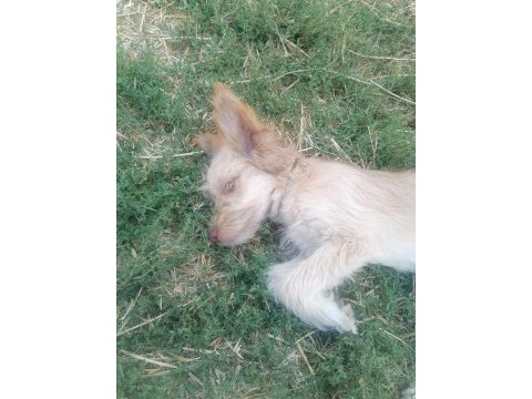 Yavru terrier oğlan sokakta