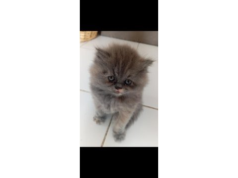 British longhair lilak prenses
