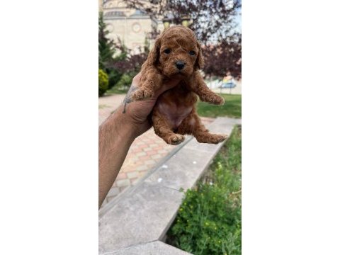 Poodle ufak pazarlık mevcuttur