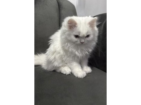Uygun british longhair