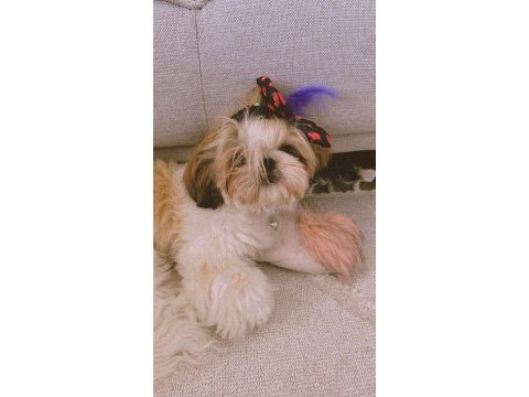 Dişi shih-tzu (şitsu) liya