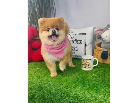 17 aylık dişi orijinal kızanda pomeranian