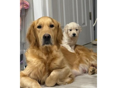 Evinizin neşesi golden retriever yavrular kapıda ödeme