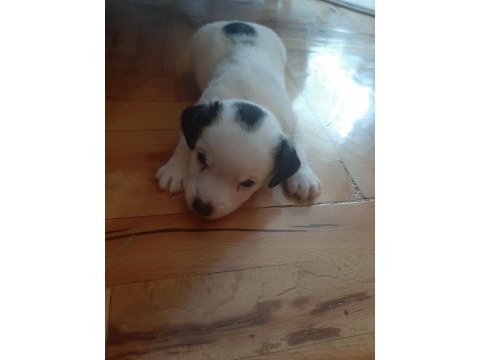 Jack russell bebekler