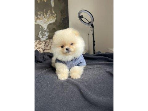 Pomeranian boo 3 aylık