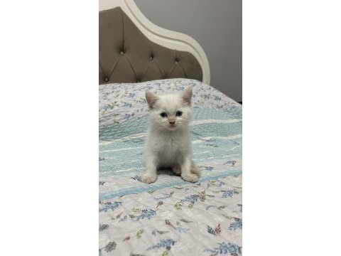 2 aylık erkek british bebek