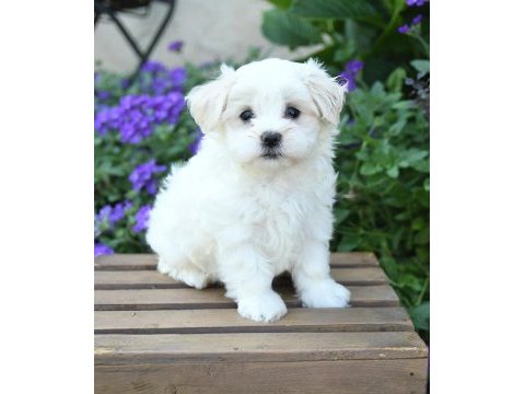 Güzel maltipoo kızım lusi