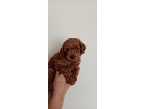 Poodle akademi köpeği