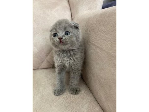 Show kalite ayı surat top kafa bebek scottish fold