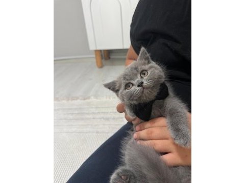 Erkek yavru british shorthair kedisi