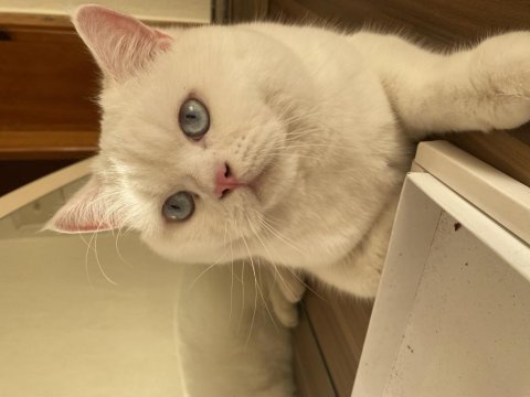 Kedi sahiplendirme british shorthair
