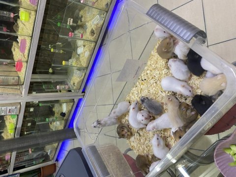 Hamster dair herşey antalya hamster çiftliği (bfa)