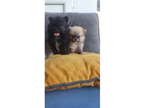 Pomeranian yavrular