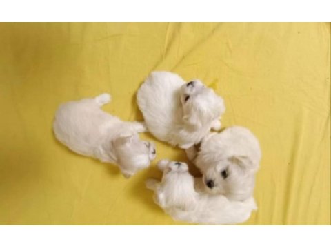 Sevimli morkie yavrularımız