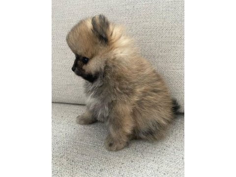 Pomeranian yavrularımız yeni ailesini arıyor