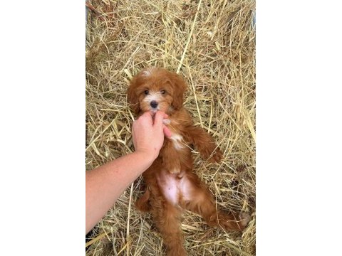 Biblo maltipoo gülen yüz