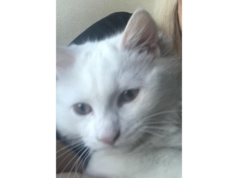 7 aylık erkek kedimiz başka kedi ile anlaşamaz