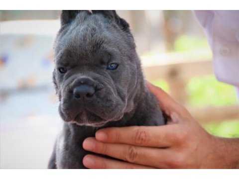 Fcı-kıf secereli cane corso yavrular