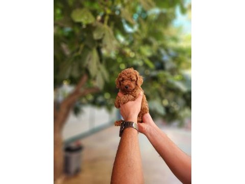 Kore dişi ve erkek toy poodle yavrularımız