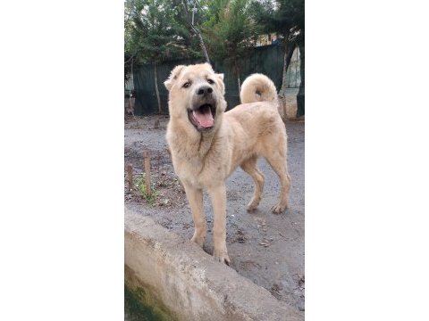 Erkek kangal yavrusu
