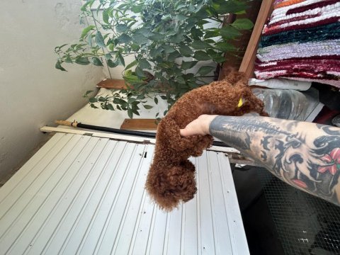 Toy poodle kore kan esleme ilanı