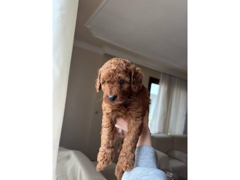 2 aylık toy poodle erkek son yavru