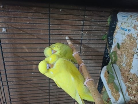 Yeni yeme düşmüş ele alışık jumbo muhabbet kuşları