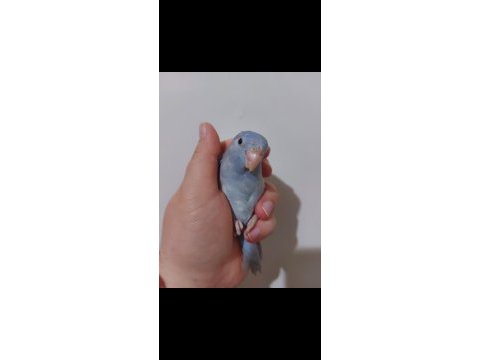 Yavru forpus papağanı