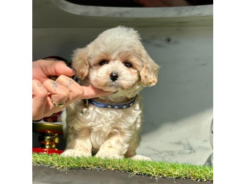 Dizayn ırk sevimli maltipoo yavrular